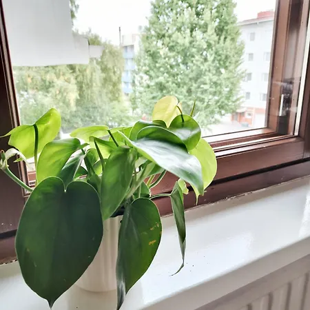 Tieva Lapland 罗瓦涅米