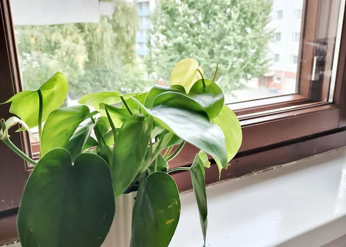 Tieva Lapland Rovaniemi